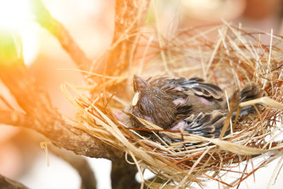 Close-up of bird in nest