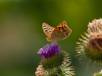 Close-up of butterfly pollinating on purple flower