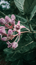 Close-up of pink flowering plant