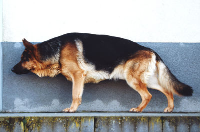 View of a dog sleeping against wall