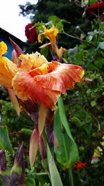 Close-up of flowers