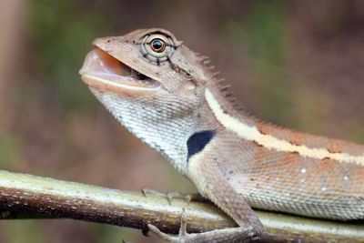 Close-up of a lizard