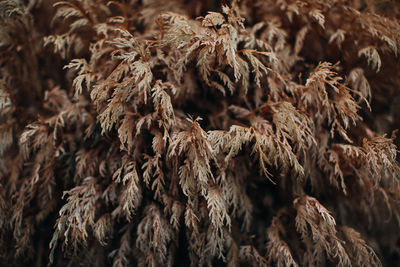 Orange branch of dry plant on a blurred background. september details. autumn and wilting nature