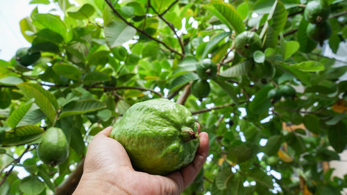 Close up hand holding a large guava fruit