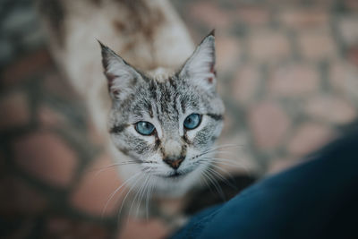 Close-up portrait of tabby cat