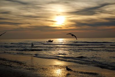 Silhouette of birds flying over beach