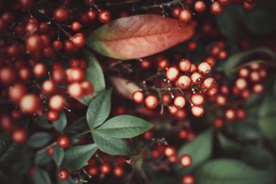 High angle view of red fruits