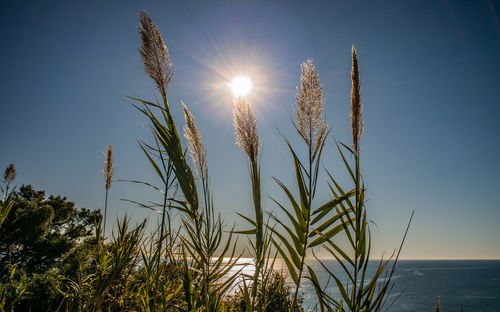 Close-up of stalks against bright sun