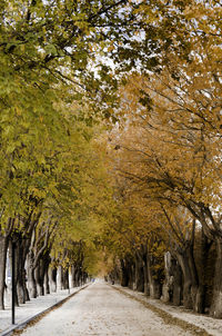 Scenic view of trees on landscape