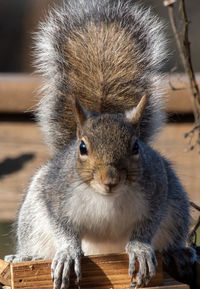 Close-up of squirrel