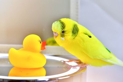 Close-up of parrot perching on yellow flower