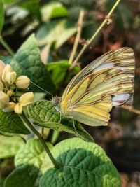 Close-up of butterfly on leaf