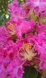 Close-up of pink flowers