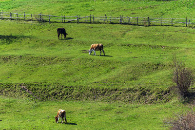 Sheep grazing in a field