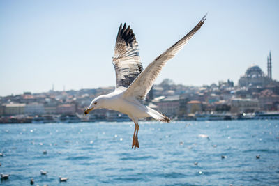 Close-up of seagull flying over sea against sky