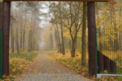 Footpath amidst trees in forest during autumn