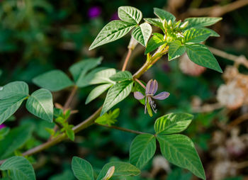 Close-up of flowering plant