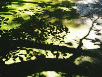 Close-up of shadow on water