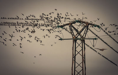 Low angle view of birds flying against clear sky during sunset