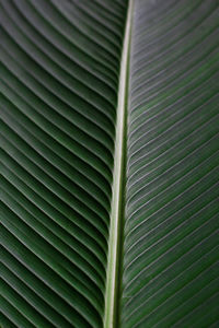 Full frame shot of palm leaf