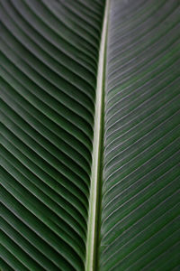 Exotic green banana leaf, a tropical plant foliage with visible texture