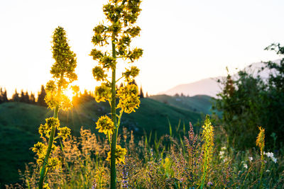 The mountain plants against beautiful sunrise