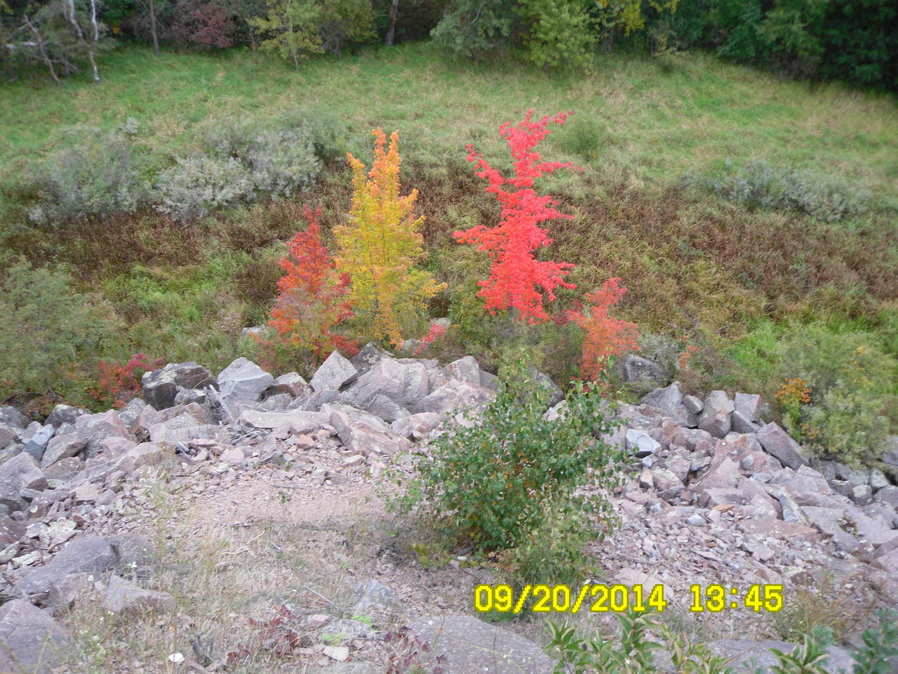 FLOWERS GROWING ON PLANT