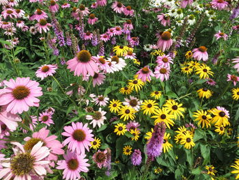 Full frame shot of pink flowers