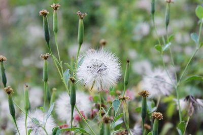 Close-up of dandelion growing outdoors