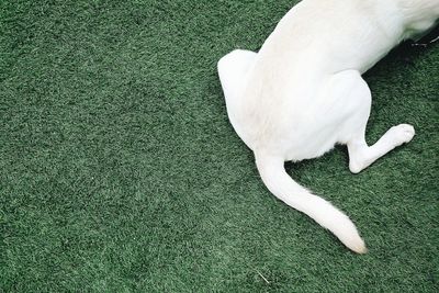 High angle view of dog lying on grass