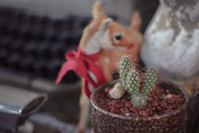 High angle view of small potted plants