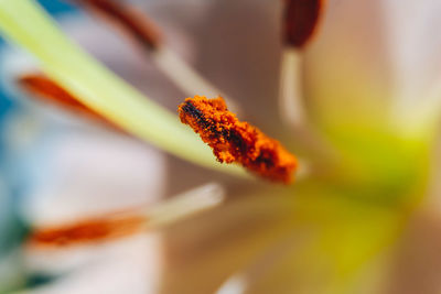 Macro shot of orange leaf