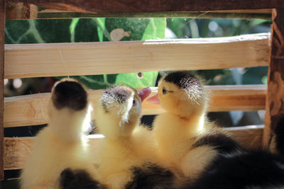 Close-up of ducks on wood