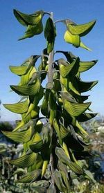 Close-up of fresh green plant against blue sky