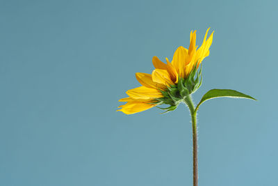 Close-up of yellow flowering plant against clear blue sky