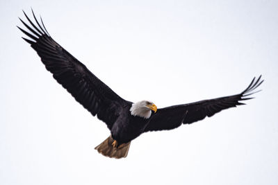 Close-up of eagle flying against clear sky
