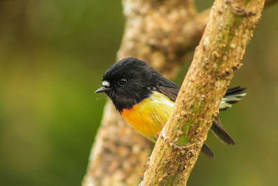Close-up of bird perching on tree