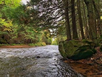 Stream flowing through rocks in forest