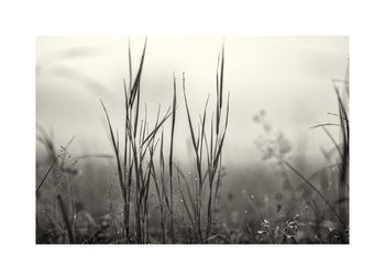 Close-up of wheat plants on field