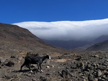 Horse standing on mountain against sky