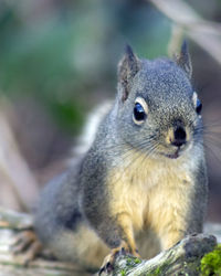 Close-up portrait of squirrel