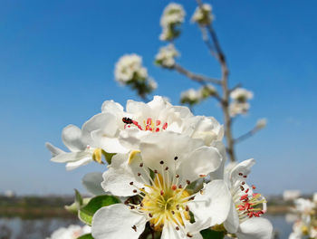 Branch of a blossoming white pear flowers on country background in a beautiful spring day