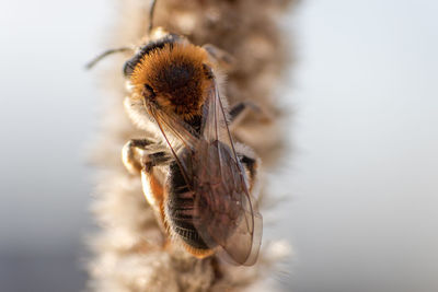 Close-up of insect