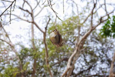 Close-up of snail on tree