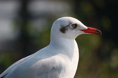 Close-up of seagull