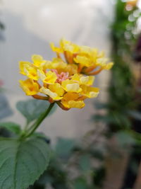 Close-up of yellow flowering plant