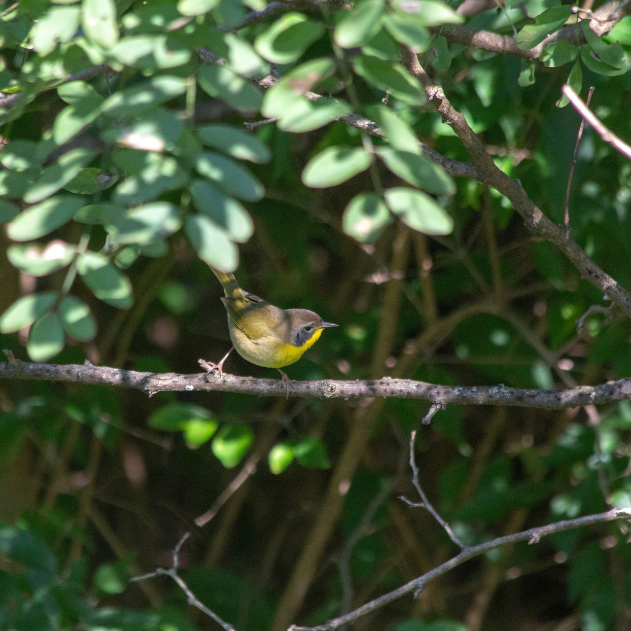 animal themes, vertebrate, animal, animal wildlife, one animal, animals in the wild, bird, perching, plant, tree, branch, green color, day, nature, no people, selective focus, beauty in nature, focus on foreground, outdoors, plant part