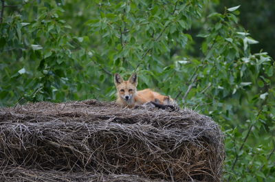 Fox waking up from her nap, taking a break from the kids.