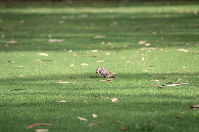 Squirrel on field
