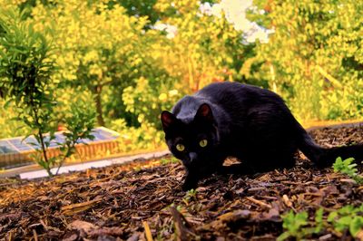 Portrait of black cat